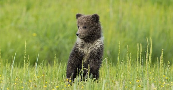 Как Весна непослушного медвежонка спасла 