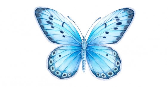 Читать сказку Робкая бабочка и её новые друзья